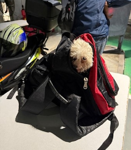 Puppy concealed in backpack