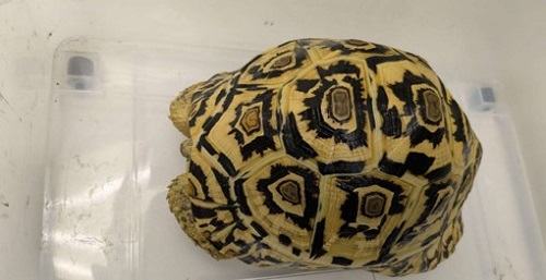 Seized Leopard Tortoise (Stigmochelys pardalis)